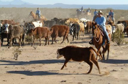 Cattle Drives - Authentic cowboy horse wrangler cattle drive near Tucson arizona